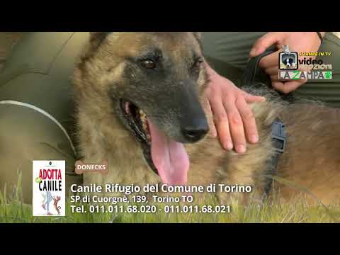 Anteprima: Canile Municipale di Torino (72) Puntata 1610