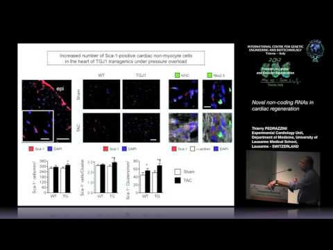 T. Pedrazzini - Novel non-coding RNAs in cardiac regeneration
