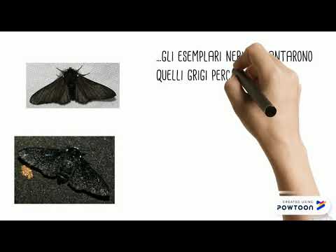 Biston betularia (evoluzione)