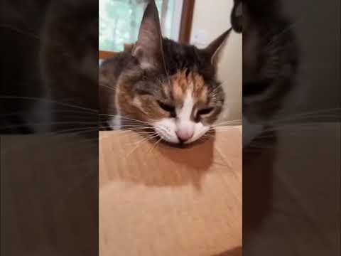 Piero Pirupa - Loca [Youtube music dance music - summer mix new music mix]