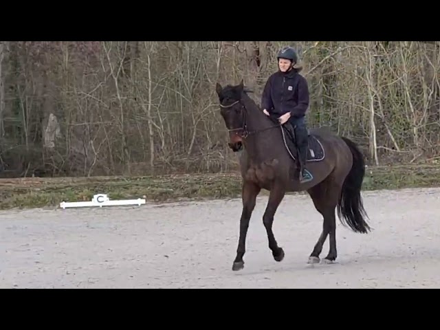  JUMENT PP PS DE 13 ANS 3ke