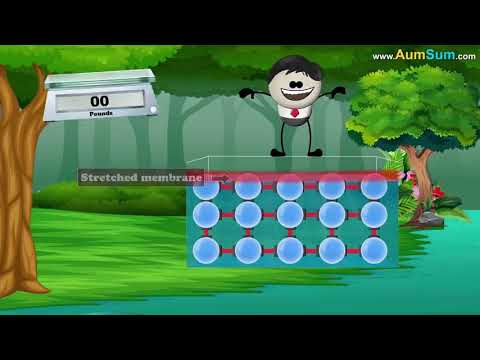 Lý do một số loài côn trùng có thể đi trên mặt nước