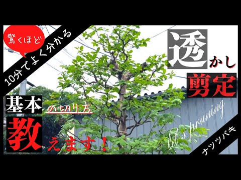 スケトウダラヤナギの切り方:これがプロのやり方です 植物