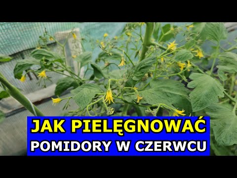 Jak Pielęgnować Pomidory w Czerwcu. Oprysk Drożdże Wapń Potas Podlewanie Nawóz Usuwanie Liści Pędów.