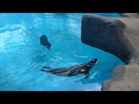 В зоопарке Барселоны