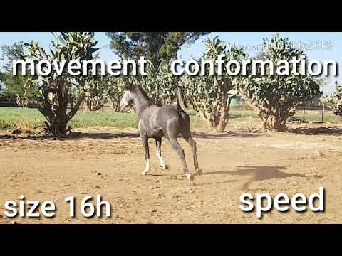 Horse Chestnut Son. Blok Rubicon