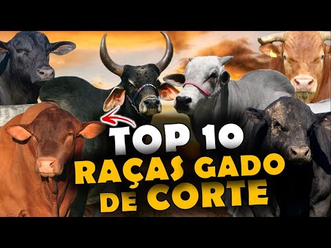 The 10 Main Beef Cattle Breeds in Brazil - Top 10 Breeds