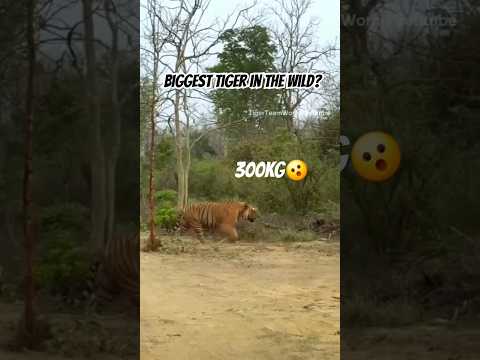 Massive wild tiger was spotted in Jim Corbett!