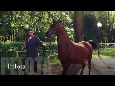 Pride Of Poland 2016 - Pelota