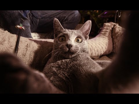 MiłyPan - Ale Kot (Official Video)