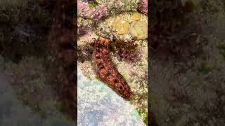 大退潮後的海邊有什麼呢？旅行#海水缸日常