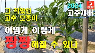 [고추재배]노르댕댕 작은 고추모종이 어떻게 며칠사이 / 대궁 굵고 짱짱해 졌나/노지다수확고추재배 korea …