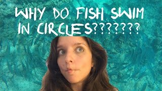 Why do fish swim in circles?