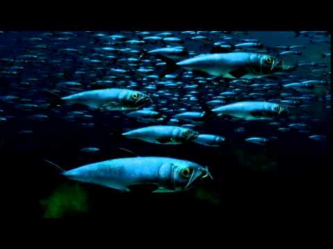 Sea Monsters~ Xiphactinus Pt2