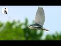 Hidden Paradise Wildlife In The Heart Of Poland Ponidzie 4K No Commentary