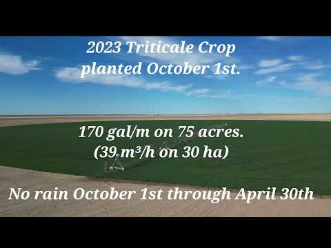 Growing Triticale 2023