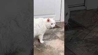 КОШКУ ВЫГНАЛИ ИЗ ДОМА 😭