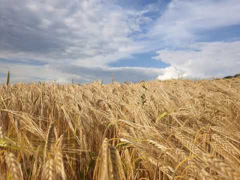 Slovenska gruda - Zrelo Je Žito (foto: Tonjo)