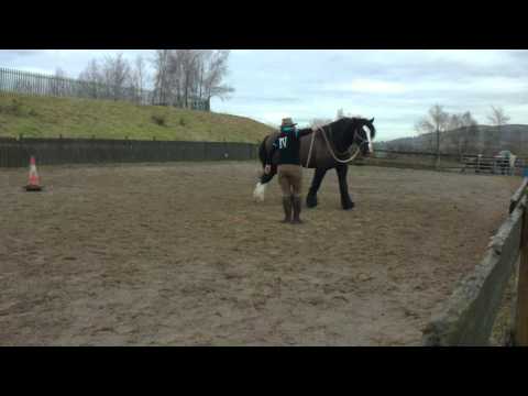 Clinton Anderson Method Sending Exercise