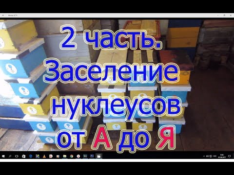 2 Часть  Заселение нуклеусов от А до Я для начинающих  Убираем в помещение