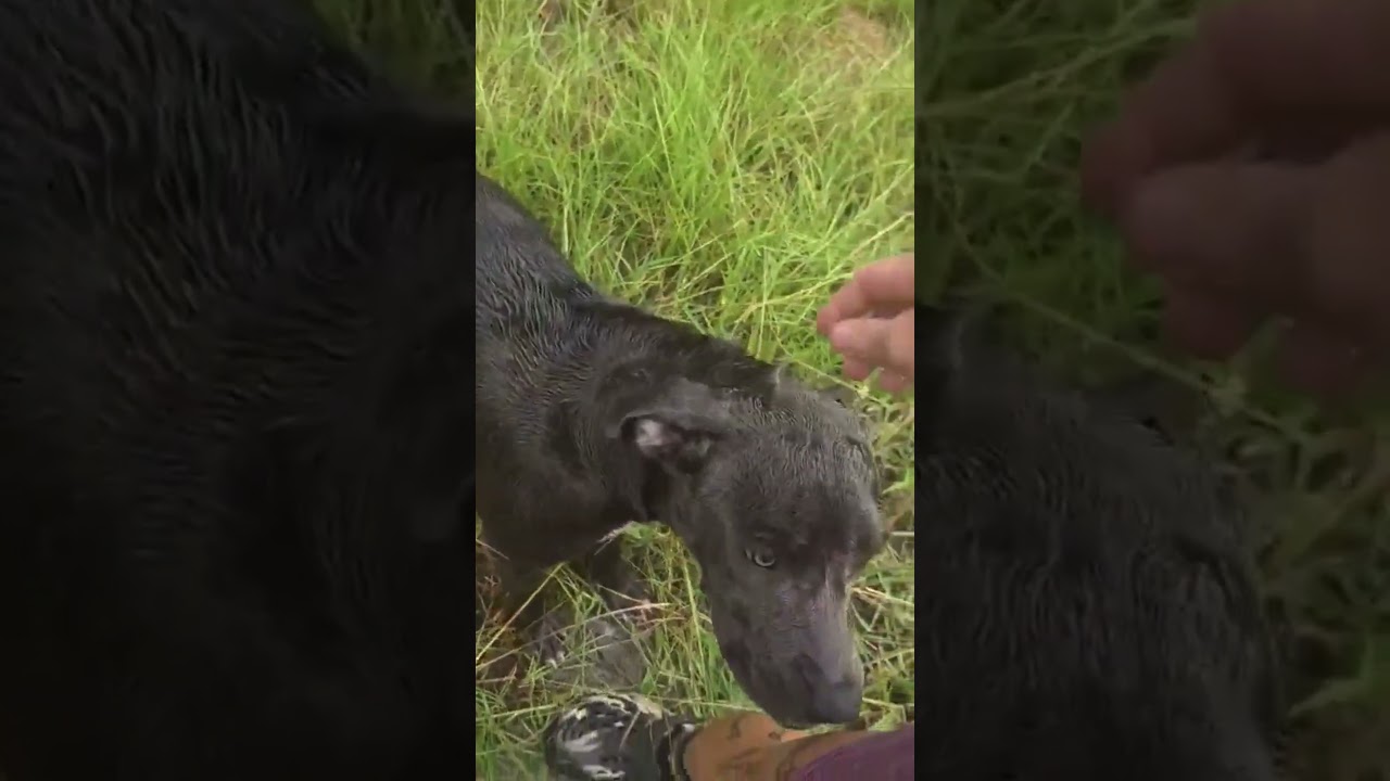 Caroline video