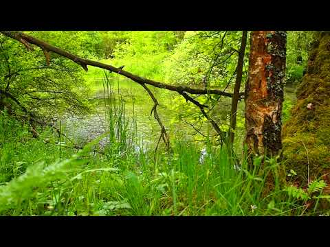 Frog croaking - relaxing, learning, falling asleep. The sounds of nature are a guaranteed rest