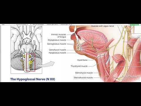 Pharynx constrictors 4