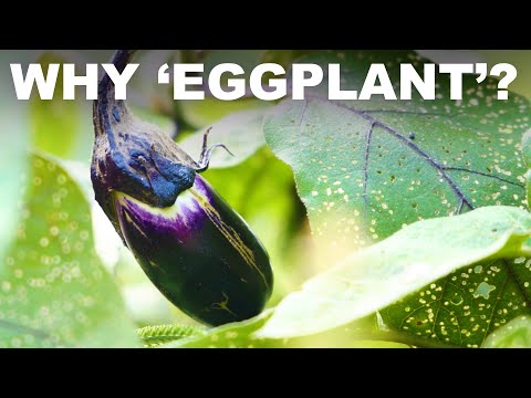 Why Does Eggplant Have Different Names Around The Globe?