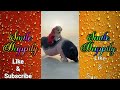 1 Minutes Of Funniest Animals 2023 Funniest Cats And Dogs