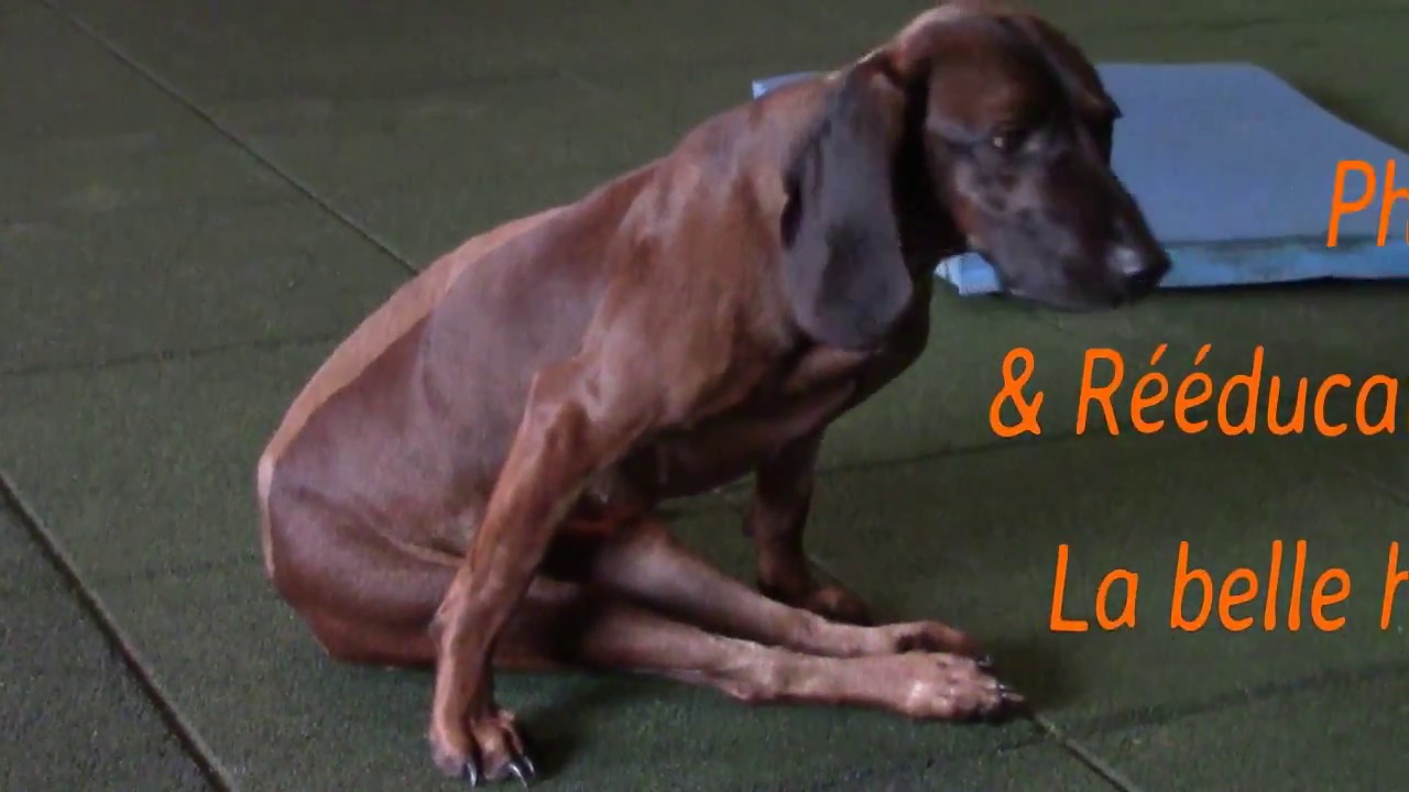 Physiothérapie et Rééducation du Chien Paralysé La belle histoire de Garance