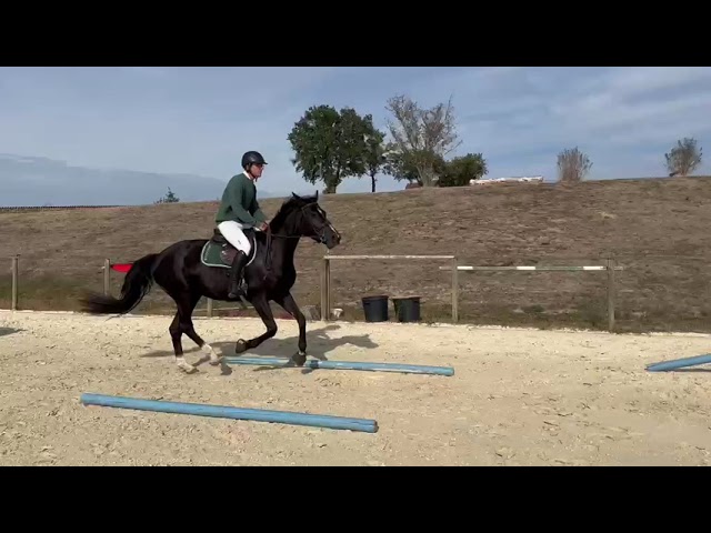 Jument CSO haut niveau 3 ans