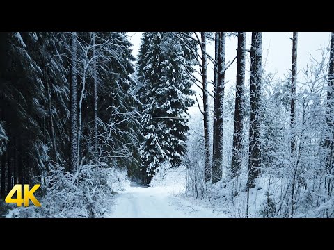 4K Winter Snowy Forest Walking with Snow Crunch Sound 60fps