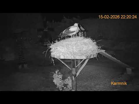 Gniazdo Bocianie pod Sokółką - na żywo.