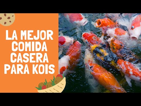 , title : 'Como hacer la mejor comida CASERA para peces koi  2020!!!'