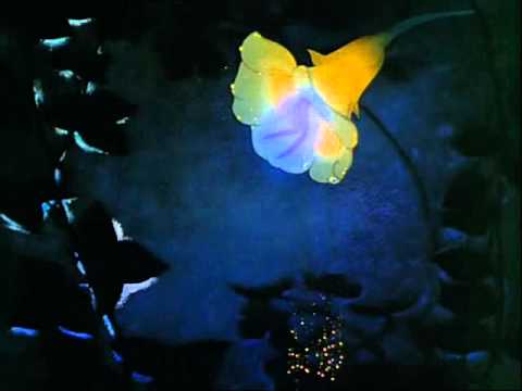 Fantasia - Dance Of The Sugarplum Fairy (Tchaikovsky) - Disney