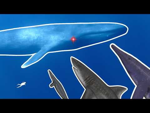 Which Prehistoric Predators Could Take Down A Blue Whale?