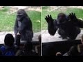 Fed up gorilla gives taunting kids at the zoo a scare ...