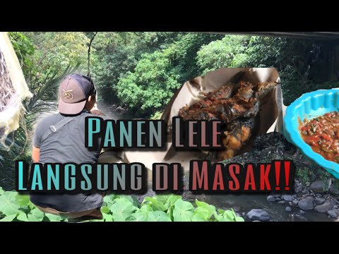 mancing-ikan-lele-di-spot-terbengkalai-auto-masak-besar