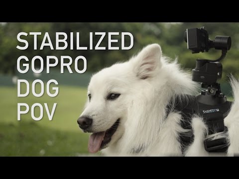 How to get SMOOTH POV GoPro Footage on your Dog! - Zhiyun Rider-M Review