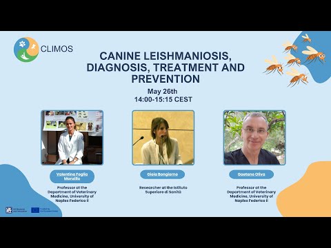 Leishmaniasis in Dogs: Symptoms, Treatment and Care - VOSD