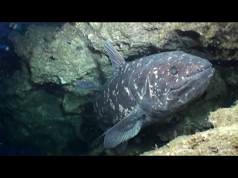 Fish that outlived dinosaurs reveals secrets of ancient skull evolution