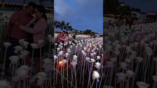 They turned on the lights of 10000 roses!