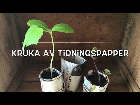 Kruka av tidningspapper