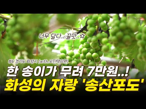 , title : '오진택 의원이 인정하는 꿀맛..! 화성의 자랑 '송산포도'🍇'