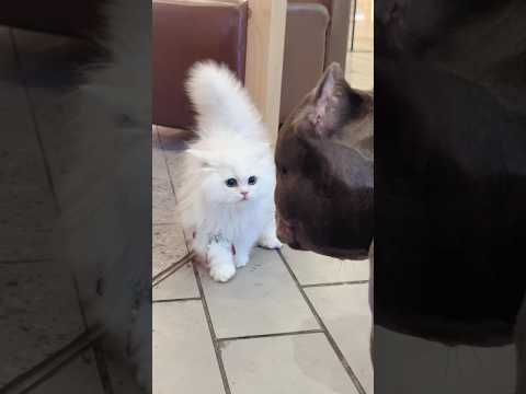 "Maio Maio: The White Cat Wonder. #catlover #viralvideos #pets #petchannel #catschannel #subscribe