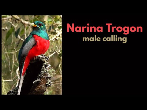 NARINA TROGON male calling