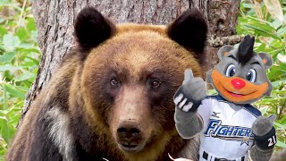 [閒聊] 火腿B*B宣導短片「遇到棕熊注意事項」