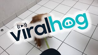 Puppy Poisoned by Meth Left in Hotel || ViralHog
