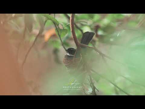 All About Robins: Backyard Bird Series