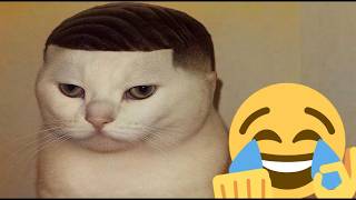 🤣 100%笑える！最高におもしろい猫動画！🐈😹パート 2